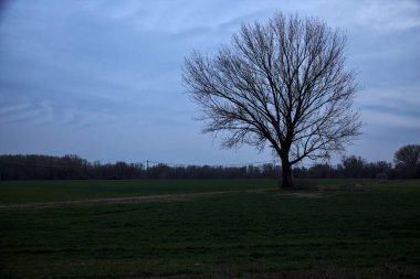 Alacakaranlıkta bulutlu bir günde, iki tarlanın ortasında, çakıl yolunun kenarında çıplak kavak.