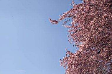 Arka planda gökyüzü olan kiraz ağacının tepesi çiçek açar.