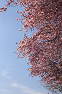 Arka planda gökyüzü olan kiraz ağacının tepesi çiçek açar.