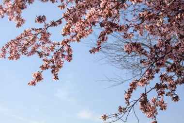 Arka planda gökyüzü olan kiraz ağacının tepesi çiçek açar.