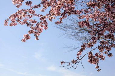 Arka planda gökyüzü olan kiraz ağacının tepesi çiçek açar.