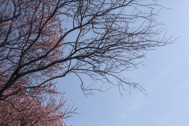 Çiçek açmış kiraz ağacı ve arka planda gökyüzü olan çıplak bir ağaç.