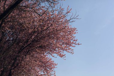 Arka planda gökyüzü olan kiraz ağacının tepesi çiçek açar.