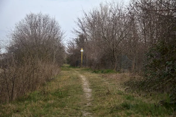 Bulutlu bir günde, alacakaranlıkta bir korulukta yol