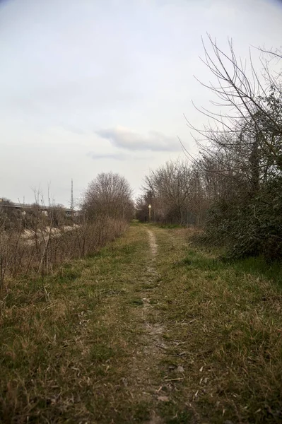 Bulutlu bir günde, alacakaranlıkta bir korulukta yol