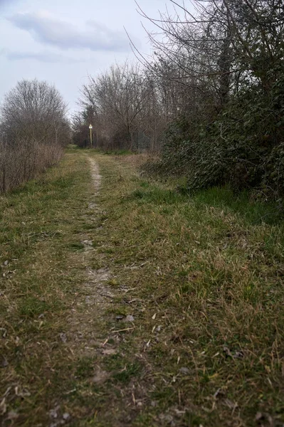 Bulutlu bir günde, alacakaranlıkta bir korulukta yol