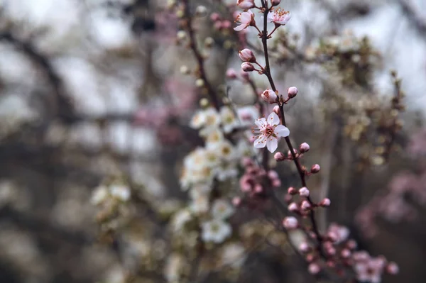 Cherry Tree Flowers Together Plum Tree Flowers Seen Close — Stock Photo, Image