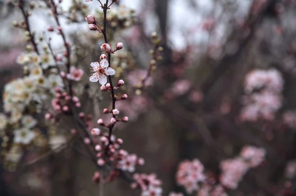 Kirschbaumblüten Zusammen Mit Pflaumenbaumblüten Aus Der Nähe Gesehen — Stockfoto