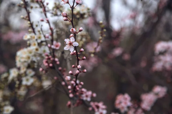 Cherry Tree Flowers Together Plum Tree Flowers Seen Close — Stock Photo, Image