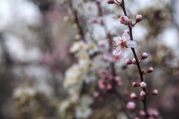 Cherry Tree Flowers Together Plum Tree Flowers Seen Close — Stock Photo, Image