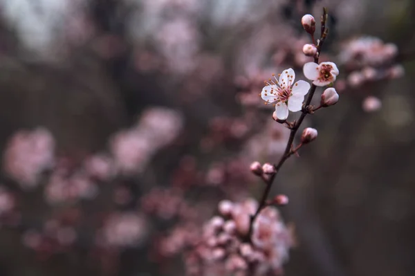 Cherry Tree Flowers Bloom Branch Seen Close — Stock Photo, Image