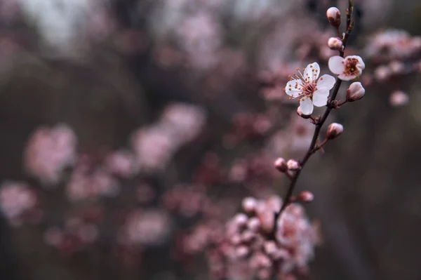 Cherry Tree Flowers Bloom Branch Seen Close — Stock Photo, Image