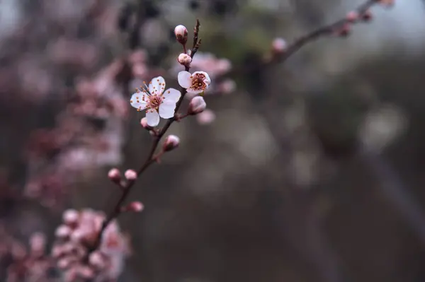 Cherry Tree Flowers Bloom Branch Seen Close — Stock Photo, Image