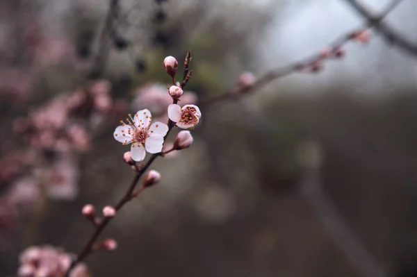 Cherry Tree Flowers Bloom Branch Seen Close — Stock Photo, Image