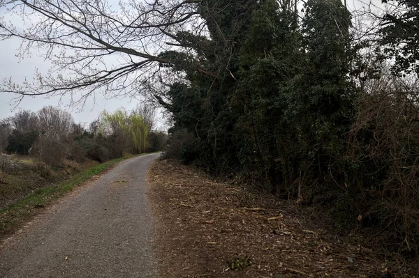 Landstraße Neben Einem Hain Einem Bewölkten Tag Der Dämmerung — Stockfoto