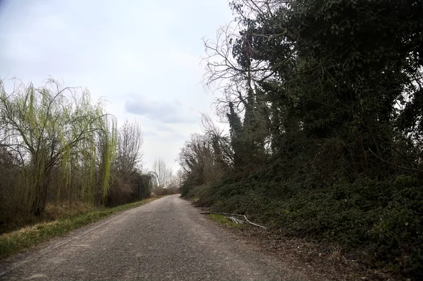Bulutlu bir günde, alacakaranlıkta bir koruluğun yanında köy yolu.