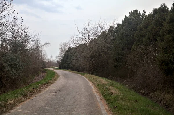 Bulutlu bir günde, alacakaranlıkta bir koruluğun yanında köy yolu.