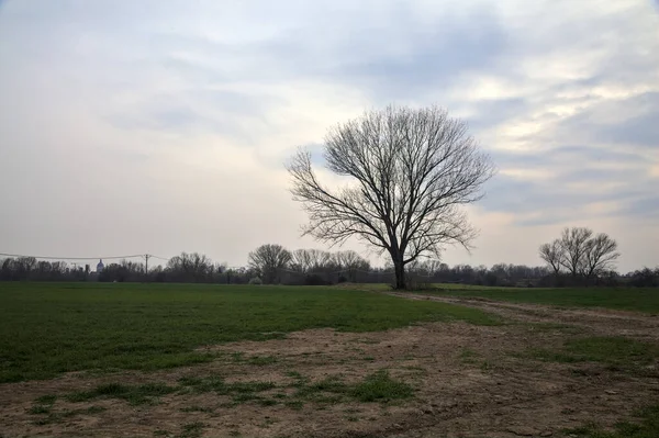 Alacakaranlıkta bulutlu bir günde, iki tarlanın ortasında, çakıl yolunun kenarında çıplak kavak.