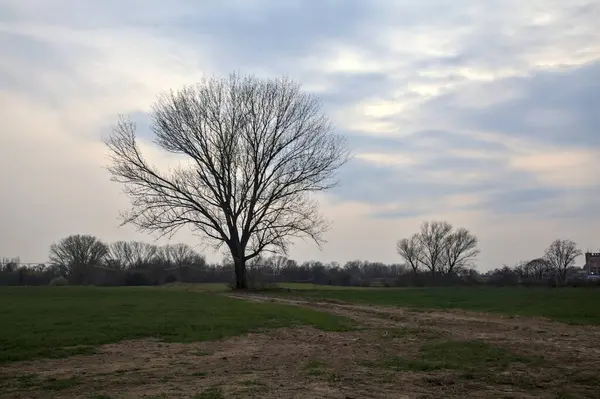 Alacakaranlıkta bulutlu bir günde, iki tarlanın ortasında, çakıl yolunun kenarında çıplak kavak.