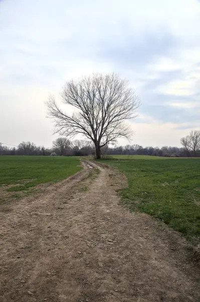 Alacakaranlıkta bulutlu bir günde, iki tarlanın ortasında, çakıl yolunun kenarında çıplak kavak.