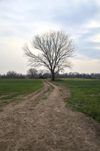 Alacakaranlıkta bulutlu bir günde, iki tarlanın ortasında, çakıl yolunun kenarında çıplak kavak.