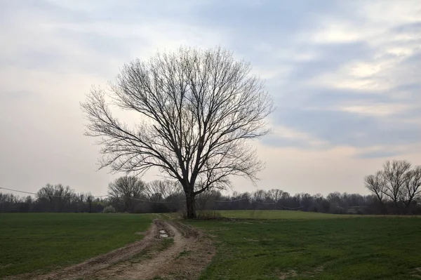 Alacakaranlıkta bulutlu bir günde, iki tarlanın ortasında, çakıl yolunun kenarında çıplak kavak.