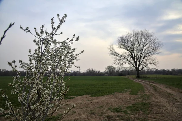 Çıplak bir kavak ve bulutlu bir günde arka planda çakıllı bir yol ile açan vahşi erik.