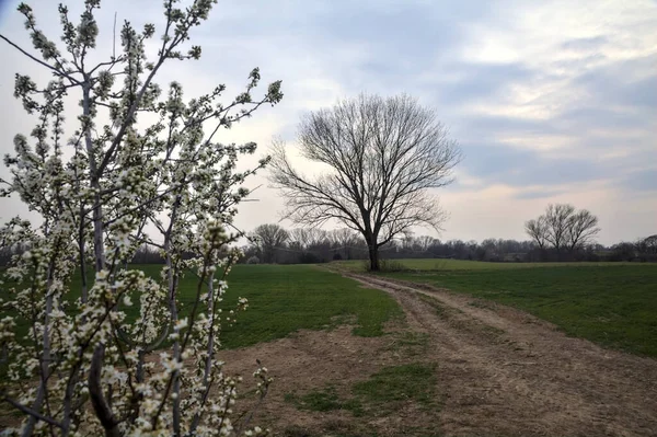 Çıplak bir kavak ve bulutlu bir günde arka planda çakıllı bir yol ile açan vahşi erik.