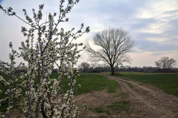 Çıplak bir kavak ve bulutlu bir günde arka planda çakıllı bir yol ile açan vahşi erik.