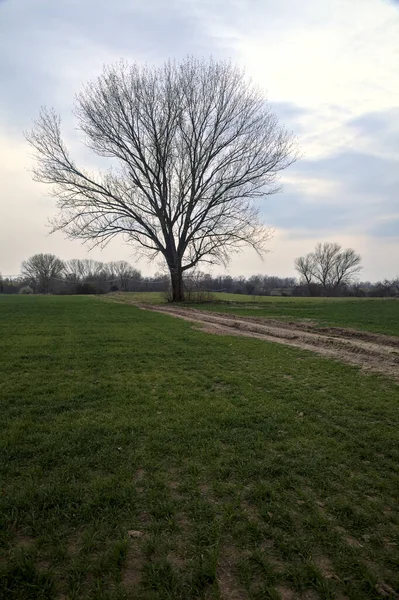 Alacakaranlıkta bulutlu bir günde, iki tarlanın ortasında, çakıl yolunun kenarında çıplak kavak.