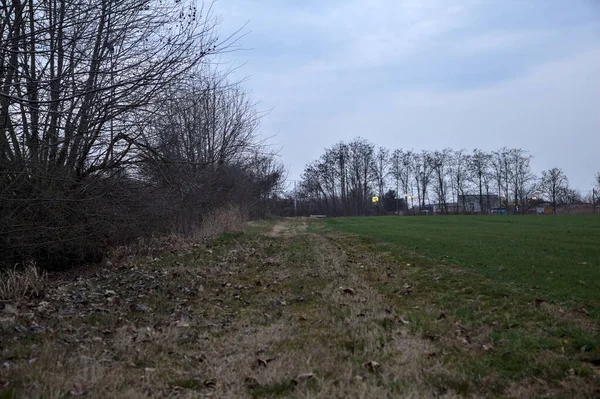 Alacakaranlıkta tarlanın kenarında koruluğu ve radyo kulesi olan bir yol.