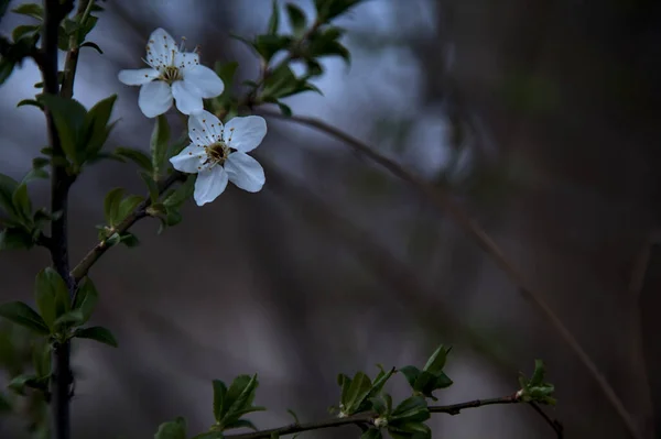 Plum Tree Blossoms Branch Dusk Seen Close — Stock Photo, Image