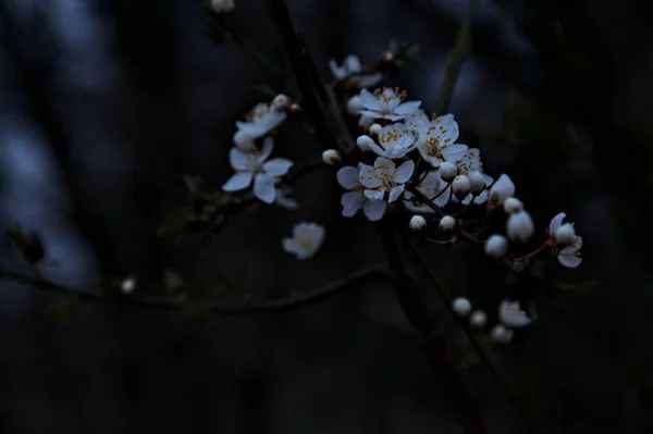 Сливове Дерево Цвіте Гілці Сутінках Видно Близько — стокове фото