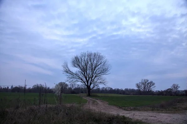 Alacakaranlıkta bulutlu bir günde, iki tarlanın ortasında, çakıl yolunun kenarında çıplak kavak.