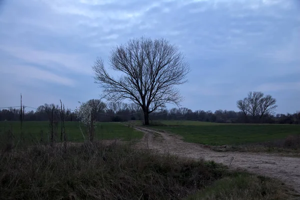 Alacakaranlıkta bulutlu bir günde, iki tarlanın ortasında, çakıl yolunun kenarında çıplak kavak.
