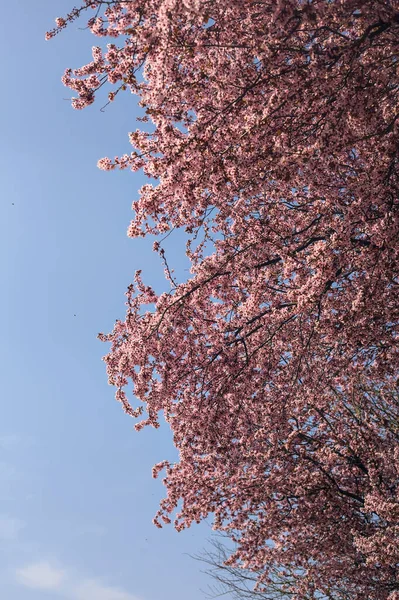 Arka planda gökyüzü olan kiraz ağacının tepesi çiçek açar.