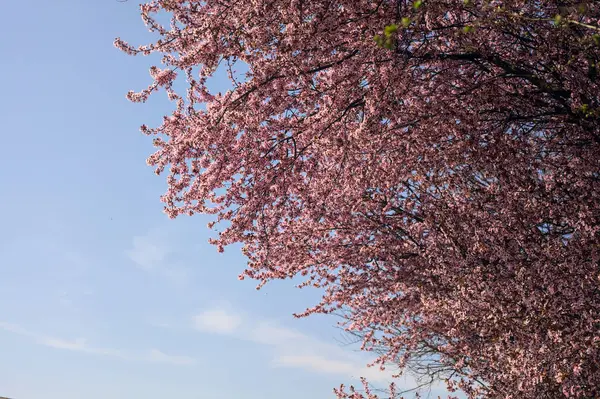 Дерево Вершине Вишневого Дерева Цвету Фоне Неба — стоковое фото