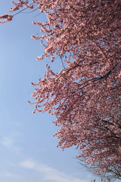 Arka planda gökyüzü olan kiraz ağacının tepesi çiçek açar.