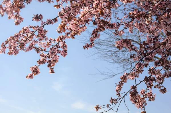 Arka planda gökyüzü olan kiraz ağacının tepesi çiçek açar.
