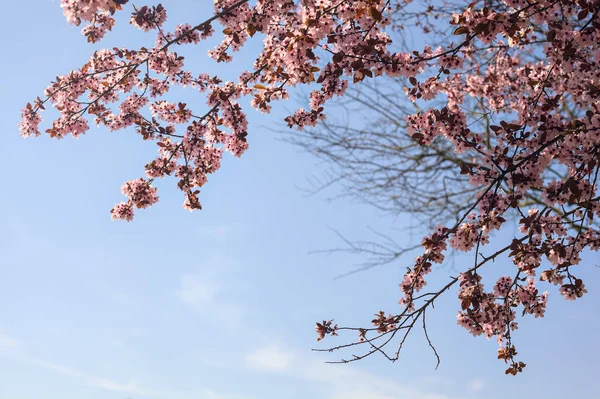 Arka planda gökyüzü olan kiraz ağacının tepesi çiçek açar.