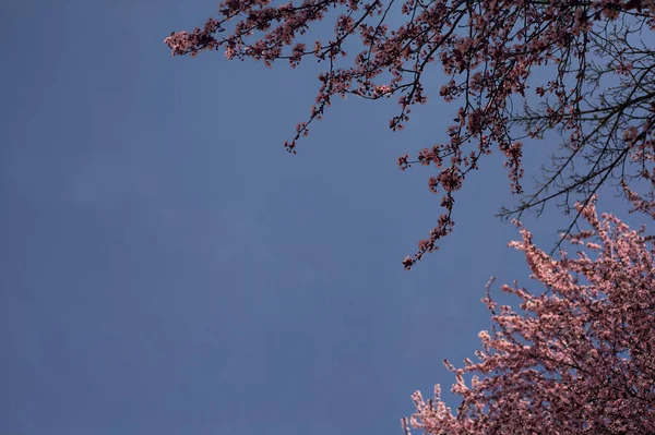 Cerezo Flor Una Copa Árbol Desnudo Con Cielo Como Fondo — Foto de Stock