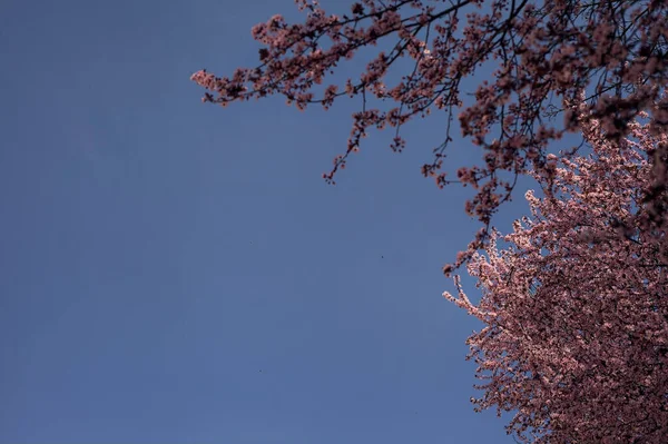 Çiçek açmış kiraz ağacı ve arka planda gökyüzü olan çıplak bir ağaç.