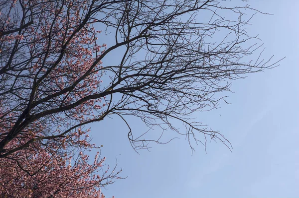 Çiçek açmış kiraz ağacı ve arka planda gökyüzü olan çıplak bir ağaç.