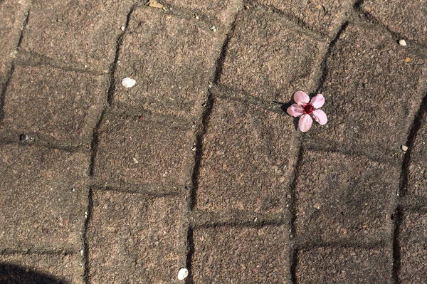 Цветение Сакуры Тротуаре Видно Сверху — стоковое фото