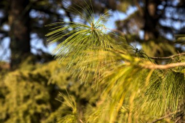 Gün batımında deniz çamı dalları yakından görülüyor.