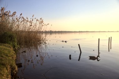 Gün batımında sazlıklar olan bir gölün kıyısında.