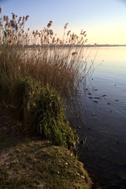 Gün batımında sazlıklar olan bir gölün kıyısında.