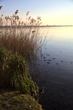Gün batımında sazlıklar olan bir gölün kıyısında.