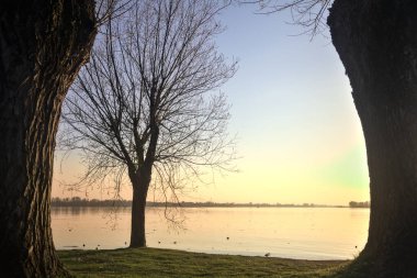 Gün batımında ağaçlarla çevrili bir gölün kıyısındaki çıplak ağaç.