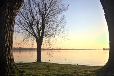 Gün batımında ağaçlarla çevrili bir gölün kıyısındaki çıplak ağaç.